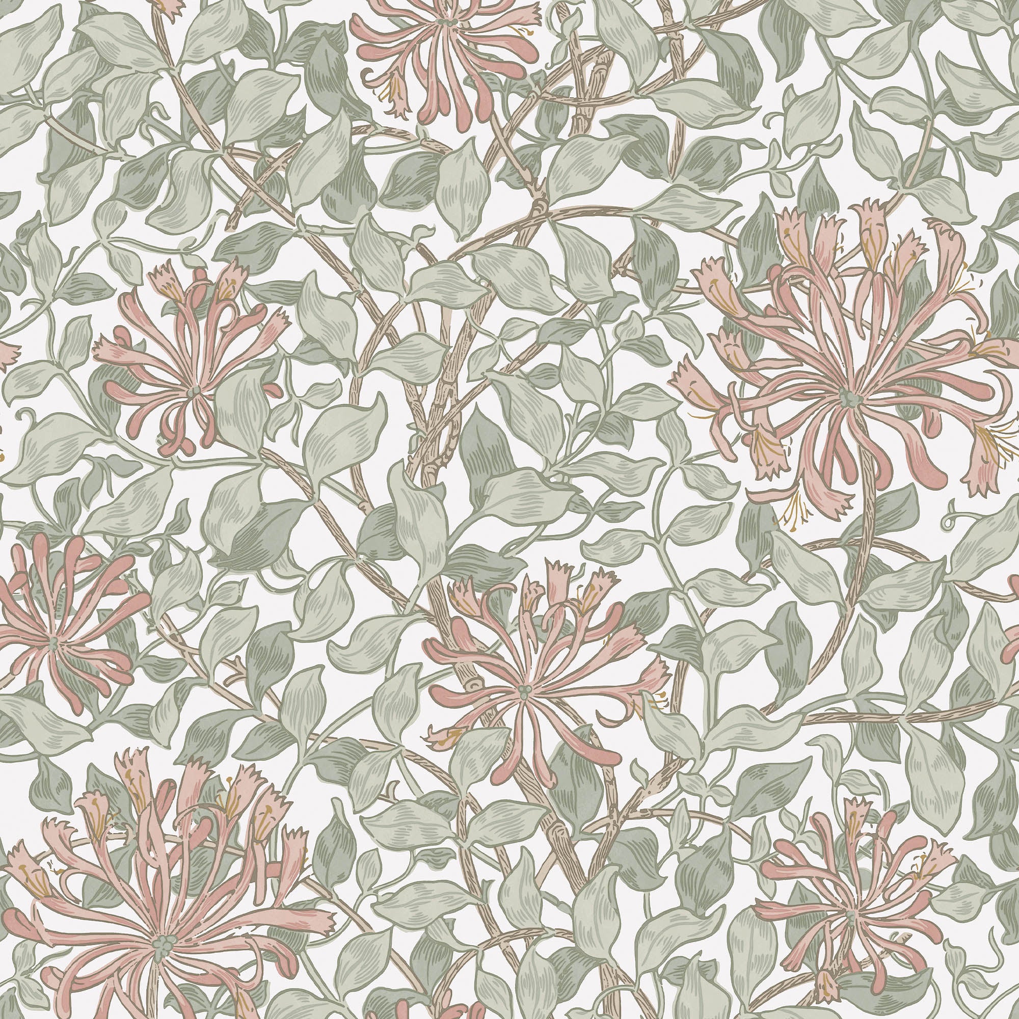 Intrade Intrade Honeysuckle Maytime