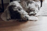 Korthårigt Lammskinn liten