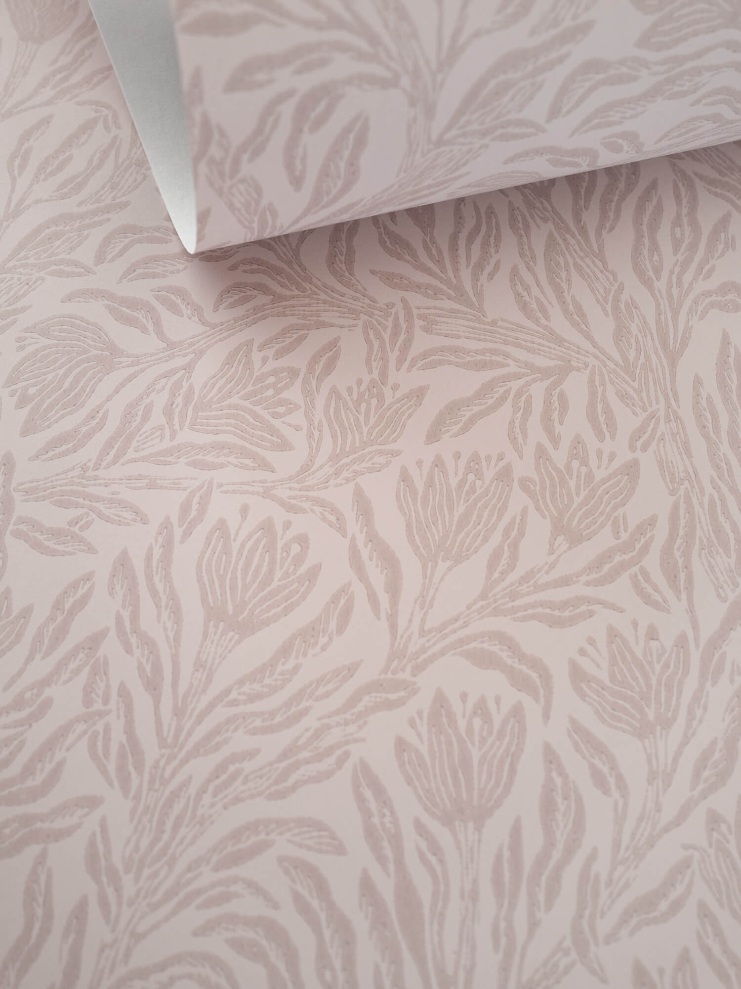 Krokus Northern Rose Norrviva