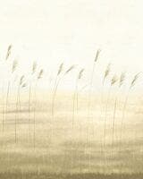 JONC DES DUNES_S BLE 200x SENTIER DES DUNES