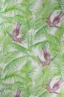 SUNBIRD RUBY/KIWI