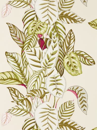 Sanderson - Calathea Olive Glasshouse Wallpapers