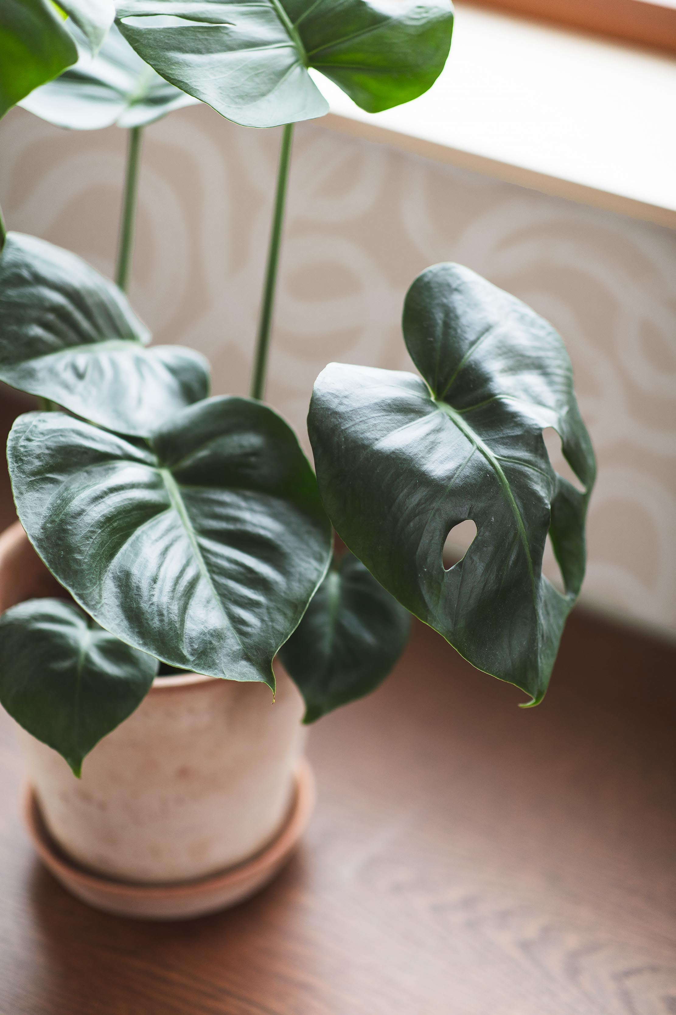 Boråstapeter - Curve