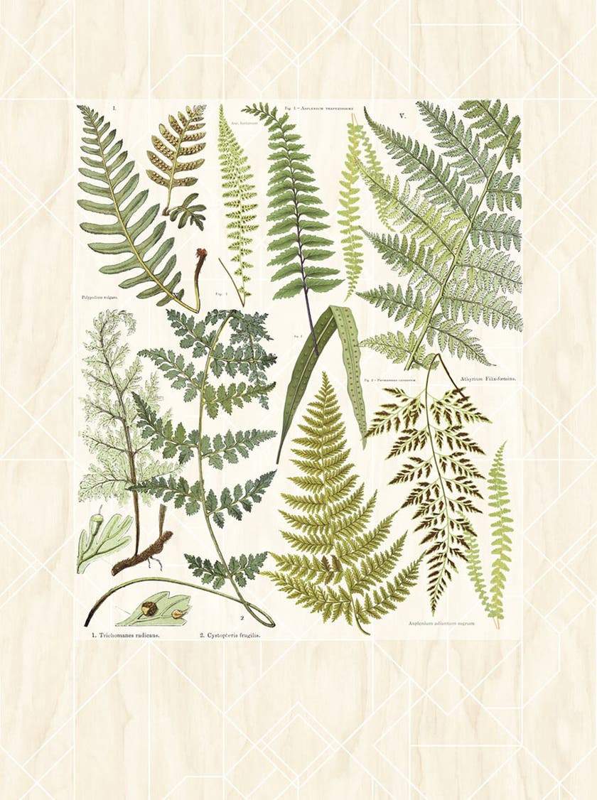 Eijffinger Intrade - Geonature