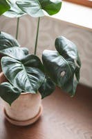 Boråstapeter - Curve