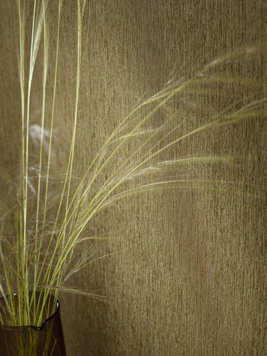 Casamance - Maurelii Kaki Le Bois