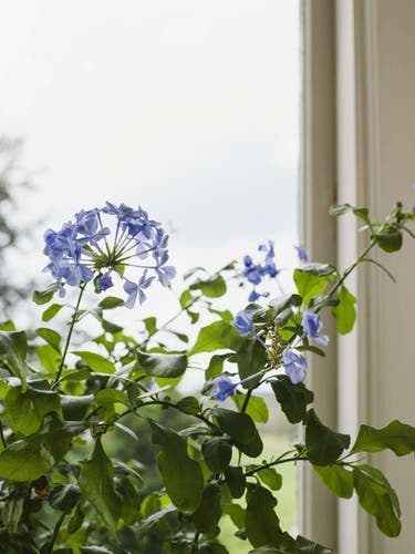 Boråstapeter - Myrten