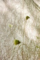 Meadow Canvas Gilver/Line Country Woodland Wallcove