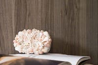 Essences de Bois Dryades Walnut tree RM42175