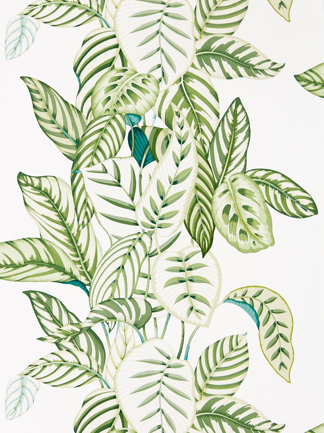 Sanderson - Calathea Botanical Green Glasshouse Wallpapers