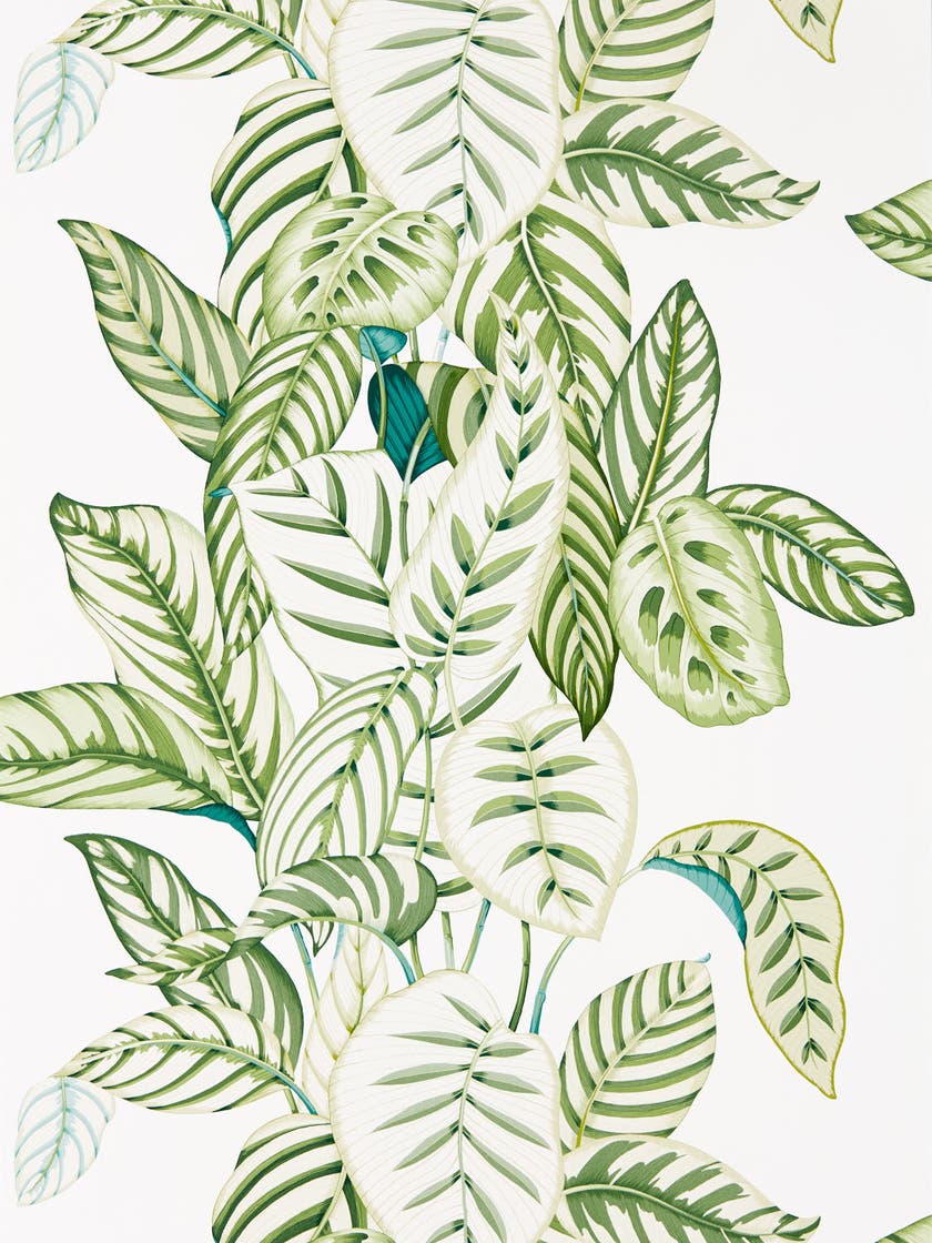 Sanderson - Calathea Botanical Green Glasshouse Wallpapers
