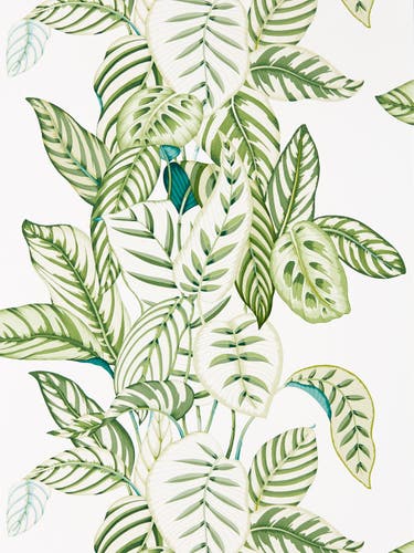 Sanderson - Calathea Botanical Green Glasshouse Wallpapers