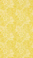 Marigold Yellow Cornubia Wallpapers