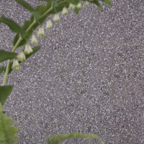 Designers Guild - Pavonazzo Tulipa Stellata