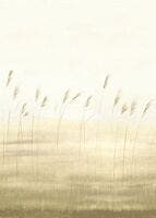 JONC DES DUNES_M BLE 200x SENTIER DES DUNES