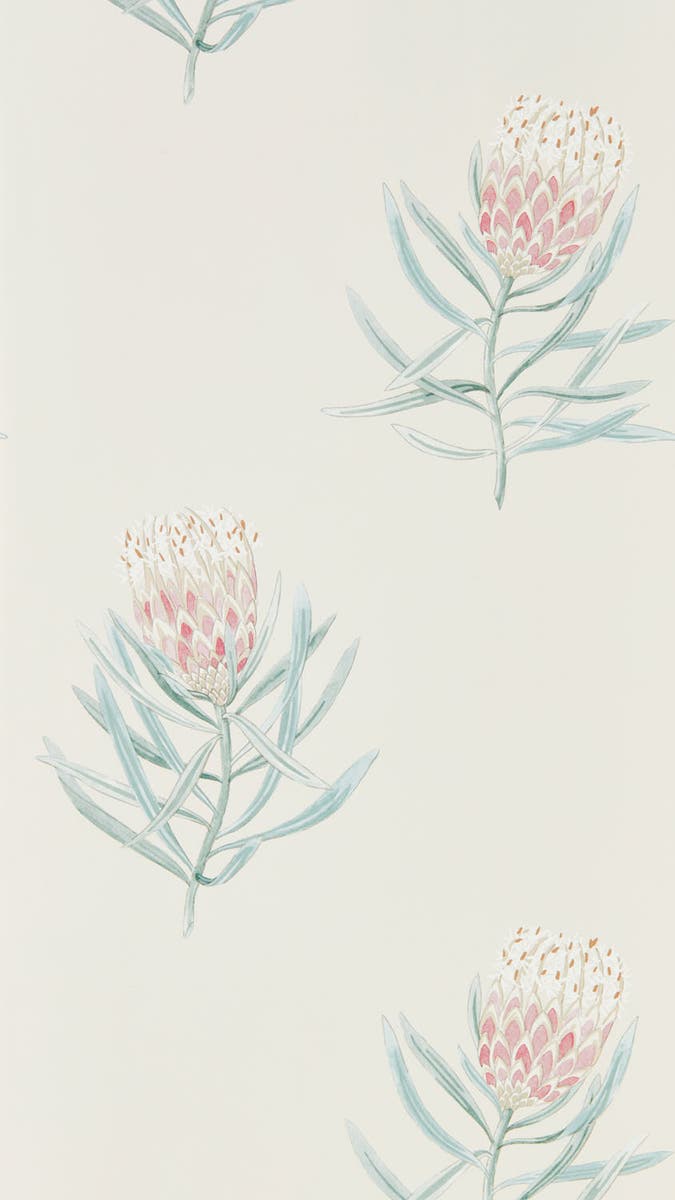 Sanderson - Protea Flower Porcelain/Blush