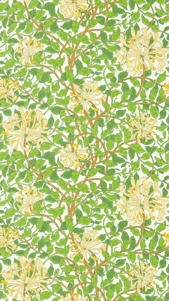 Honeysuckle Cream/Chocola Cornubia Wallpapers