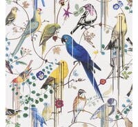 Birds Sinfonia Histoires Naturelles