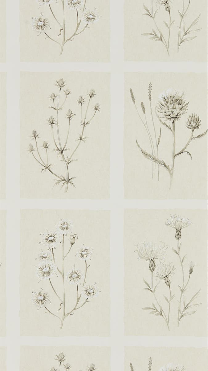 Sanderson - Little Thistles Ecru Embleton Bay Wallpapers
