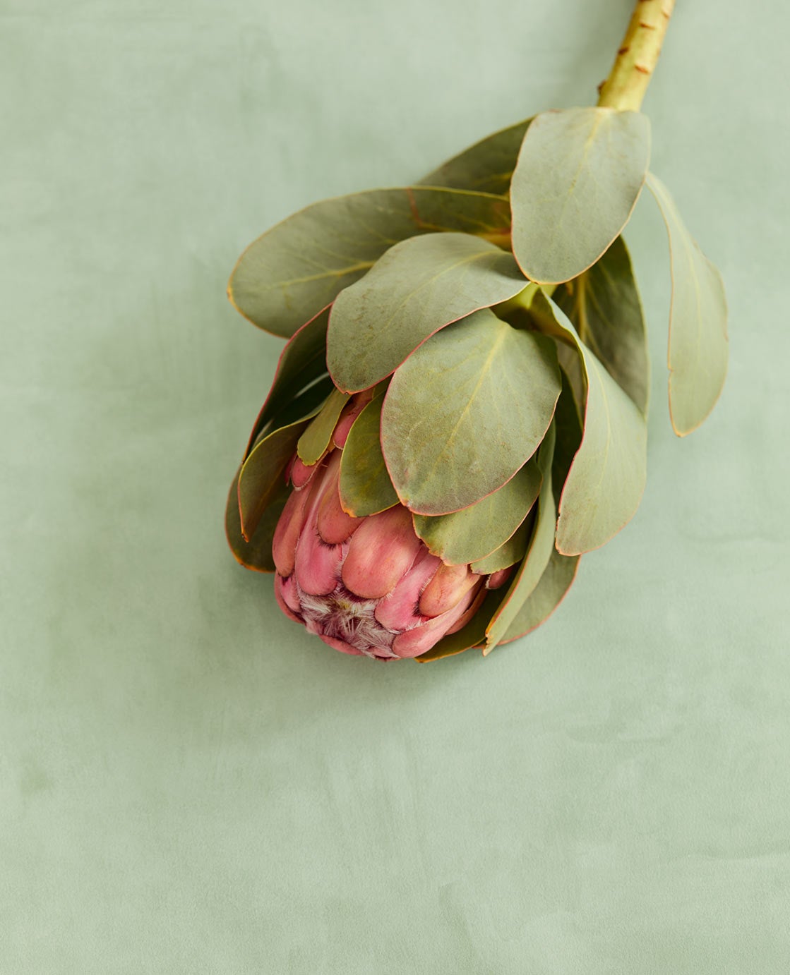 Eijffinger Intrade - Unify