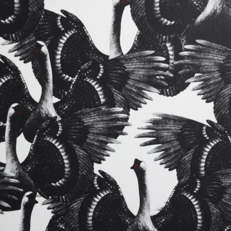 Swan Lake White LB1176