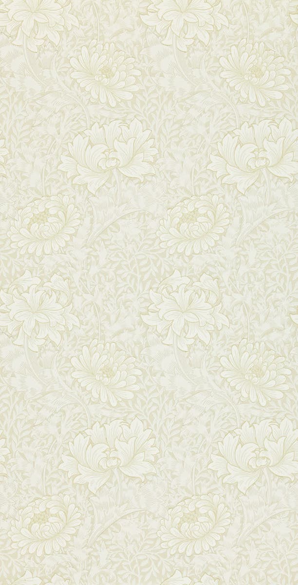 Chrysanthemum Chalk Morris 160th Anniversary