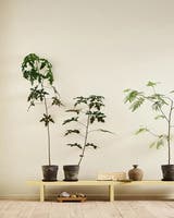 Själ 1625 - Jotun Lady Pure Color 0.75L