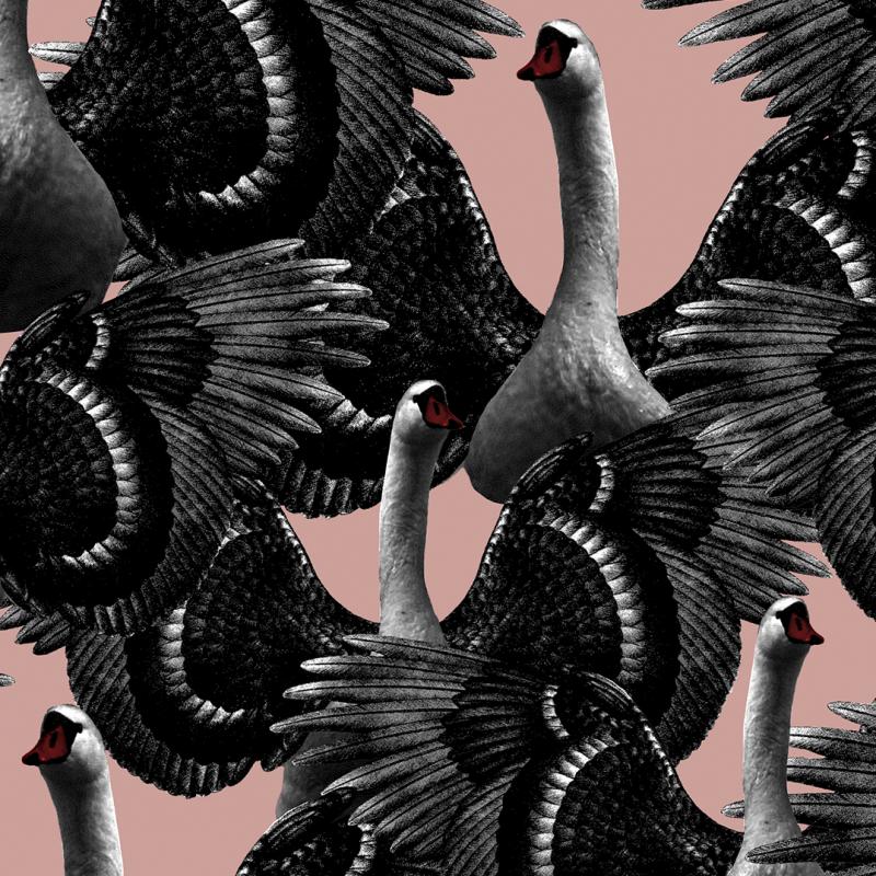 Swan Lake Pink LB1174