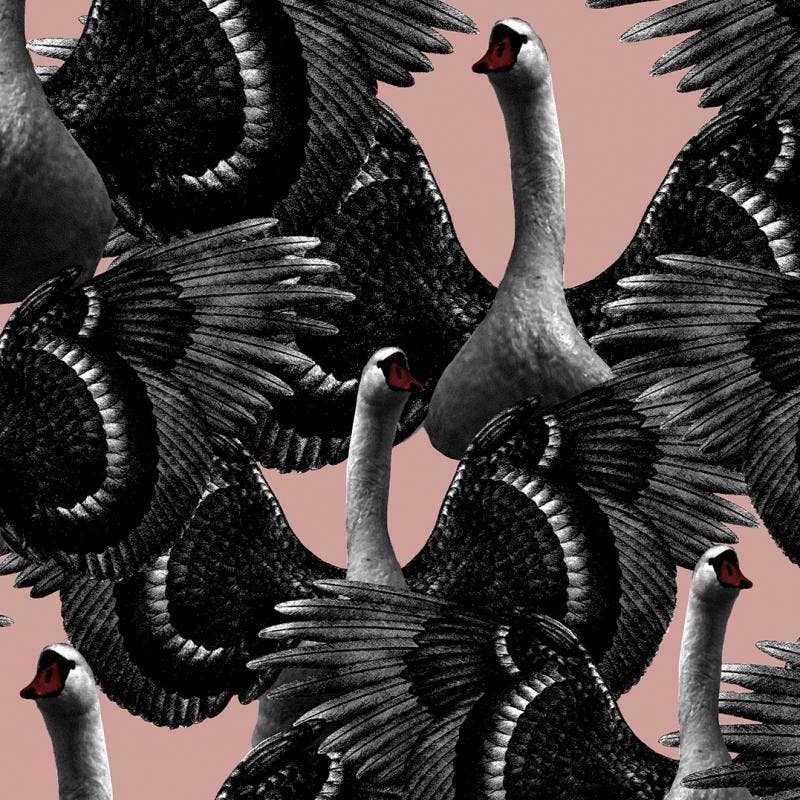 Swan Lake Pink LB1174