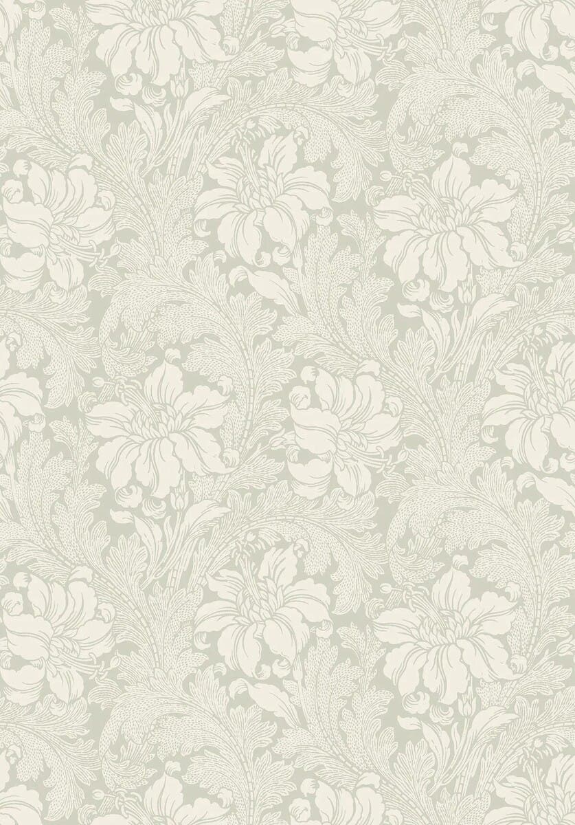 Acanthus - Vårt Arkiv